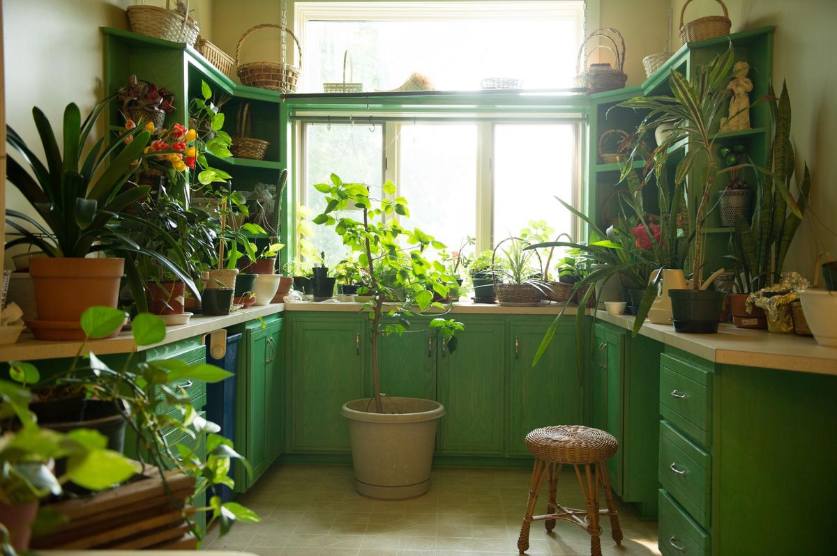 A cozy indoor garden filled with various houseplants basking in natural light.