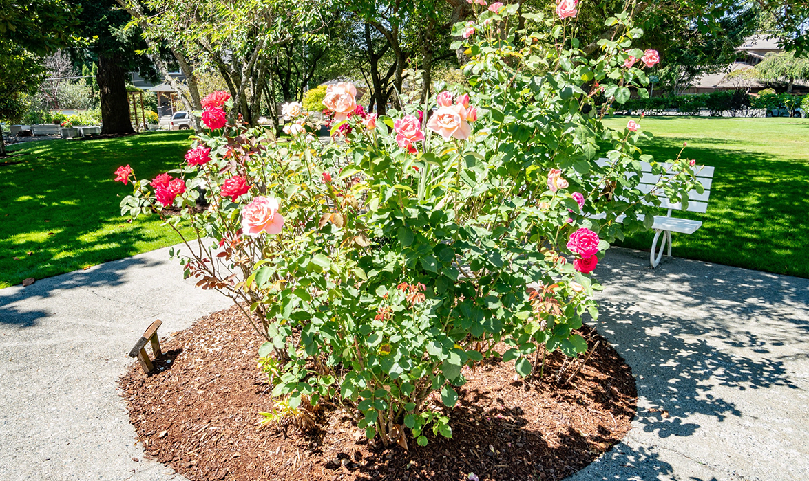 A vibrant rose bush in full bloom, basking in the sunlight of a well-maintained garden.
