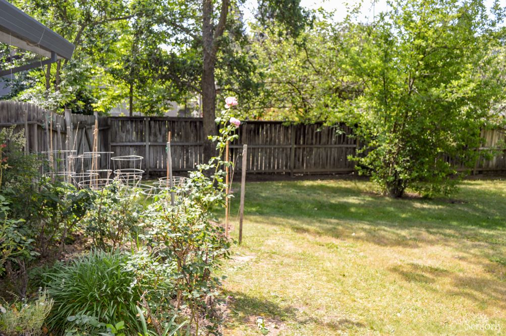 A sunny backyard garden with a wooden fence and lush greenery.