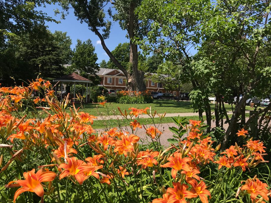A beautifully landscaped garden with vibrant orange flowers in front of a cozy house on a sunny day.