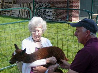 An elderly woman and a man holding an alpaca outdoors near a fence.