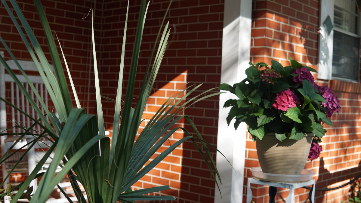 Sunlight casts shadows on the brick wall, highlighting indoor plants and creating a serene atmosphere.