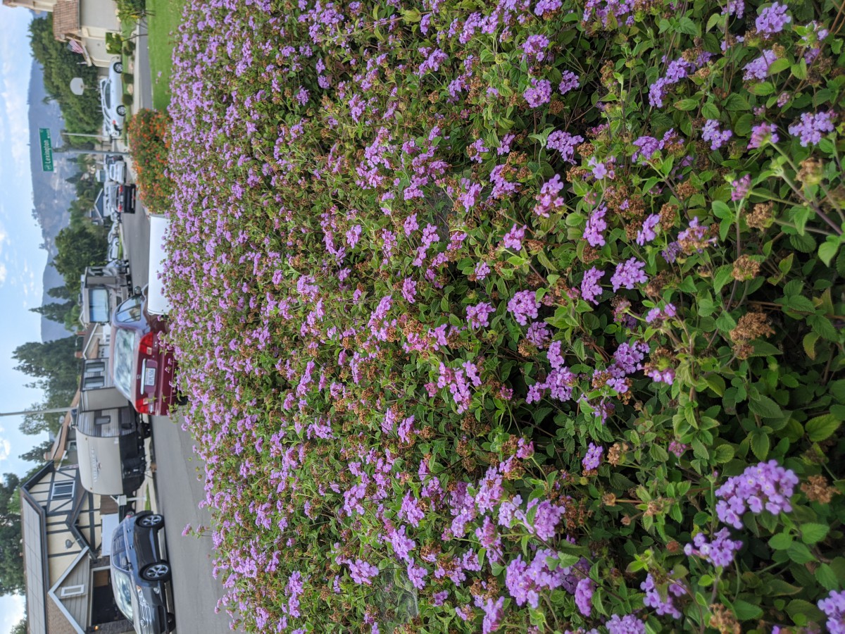 A lush bush filled with purple flowers bordering a parking lot.