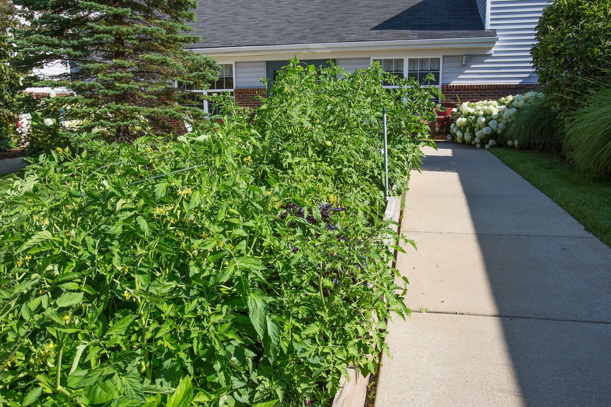 A lush garden with tall plants bordering a walkway adjacent to a house.