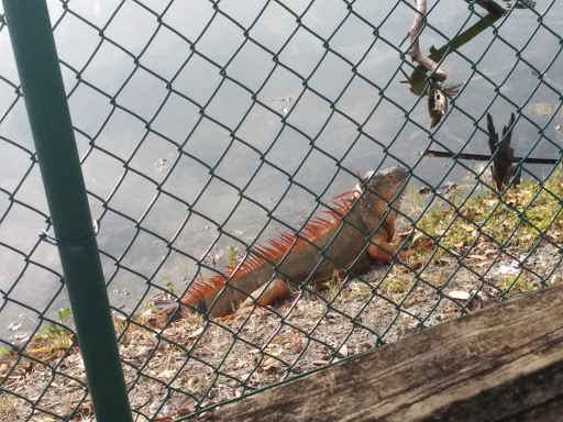 An iguana resting by the water, observed through a fence.
