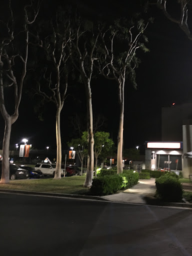A quiet nighttime scene featuring tall trees and a well-lit pathway.