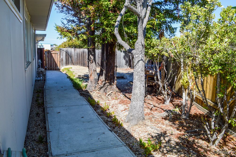 A sunlit backyard walkway bordered by trees and a wooden fence.