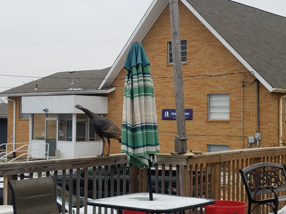 A bird perched on a wooden deck railing next to a table with an umbrella in front of residential buildings.