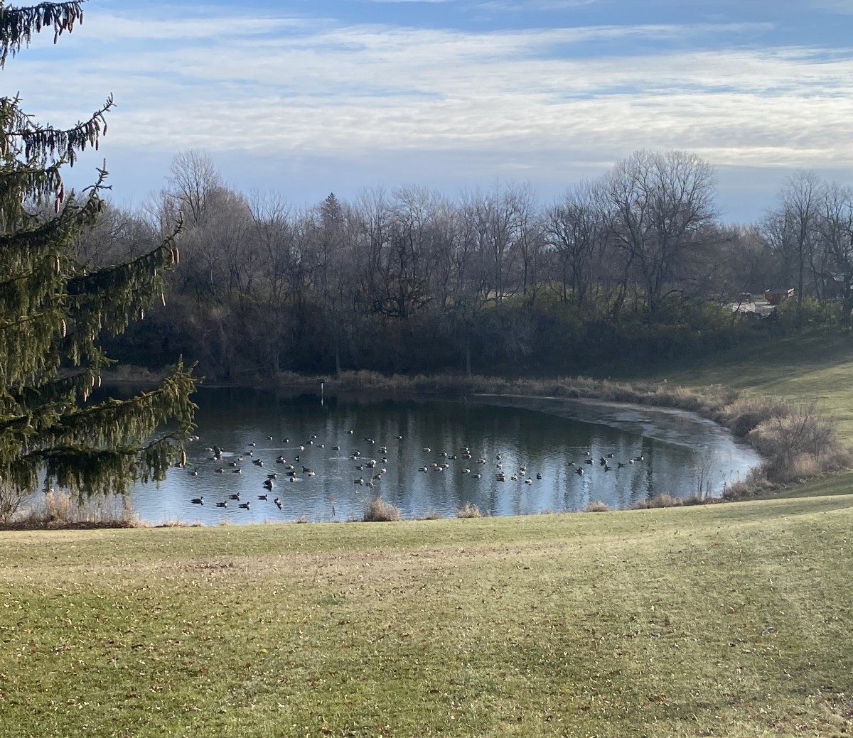 A serene view of a pond surrounded by trees and grass under a cloudy sky.