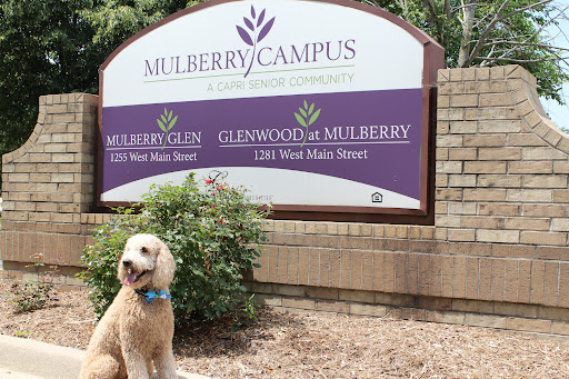 A cheerful dog sits in front of the Mulberry Campus sign, enjoying a sunny day.
