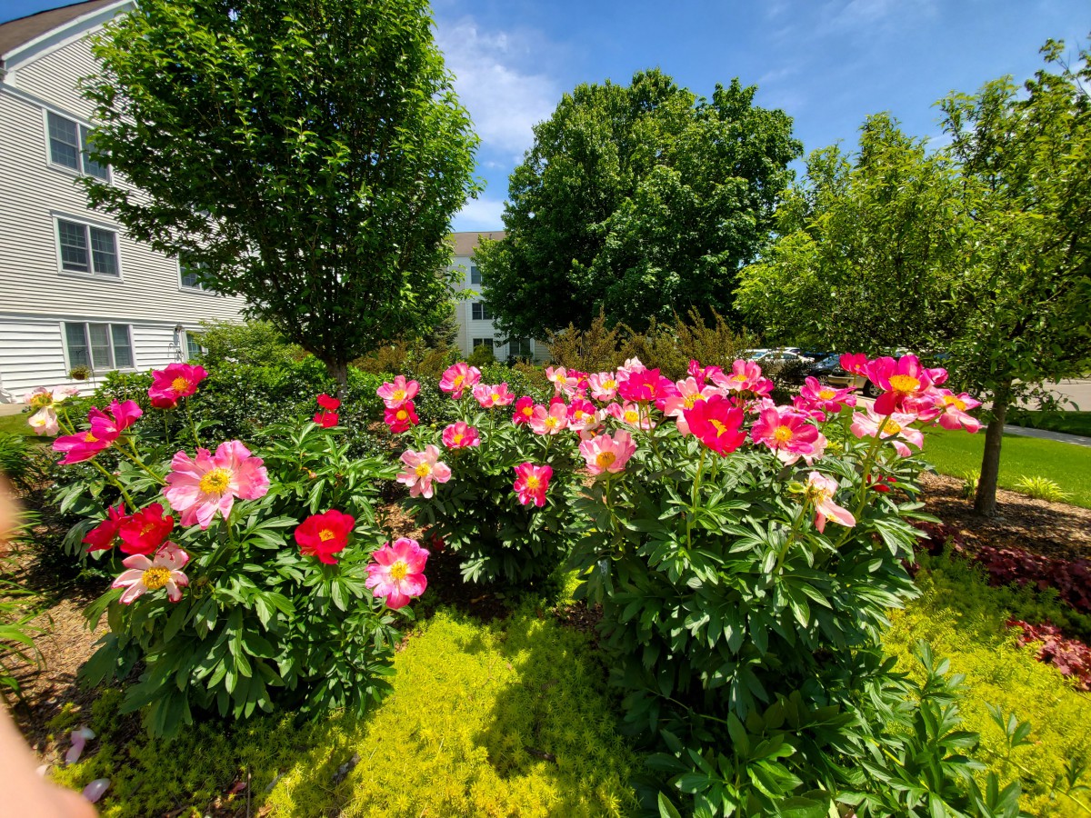 A vibrant garden filled with blooming flowers under a clear blue sky.