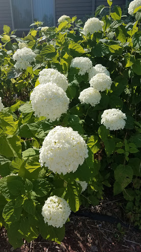 A beautiful display of blooming white hydrangeas surrounded by lush green leaves.