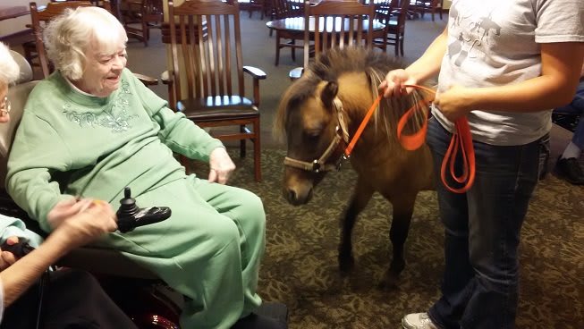 A miniature horse interacts with a resident at a nursing home.
