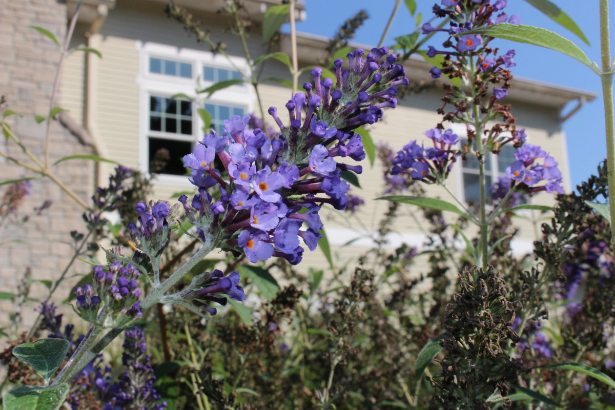Purple flowers in bloom in a garden with a house in the background.