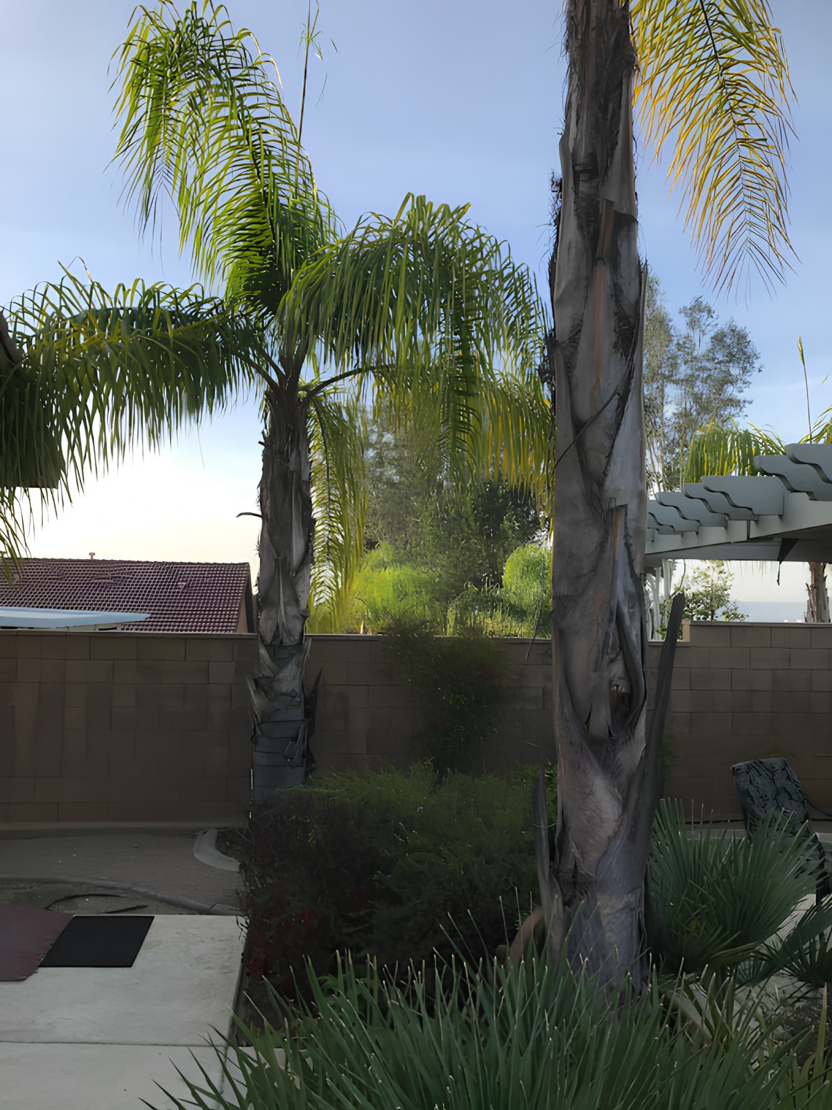 A sunny backyard with palm trees and a wooden fence.