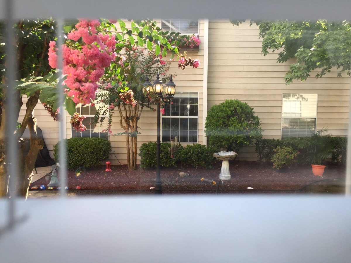 A peaceful garden view through a window, featuring a flowering tree, shrubs, and a birdbath against the backdrop of a house exterior.
