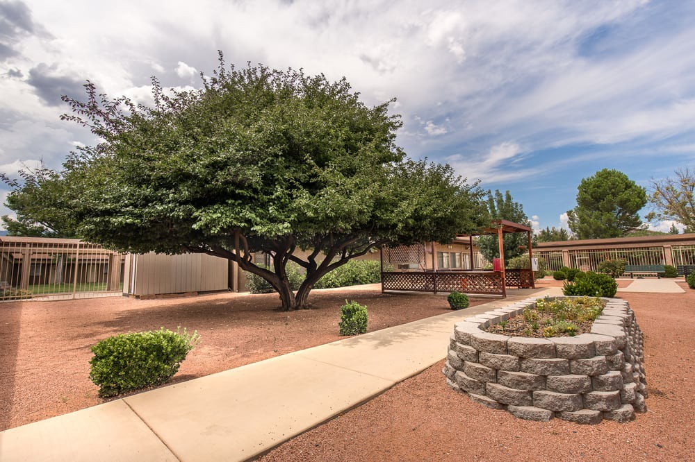 A serene backyard garden with a large tree, surrounded by a pathway and stone landscaping.