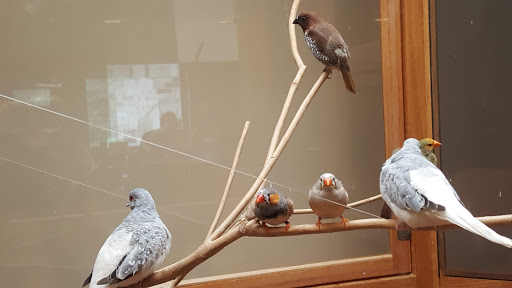 A group of birds resting on a branch.