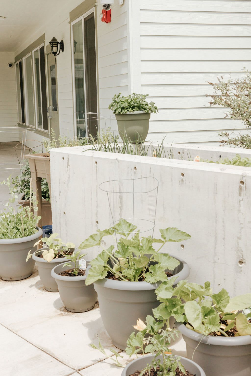A small patio garden with potted plants.