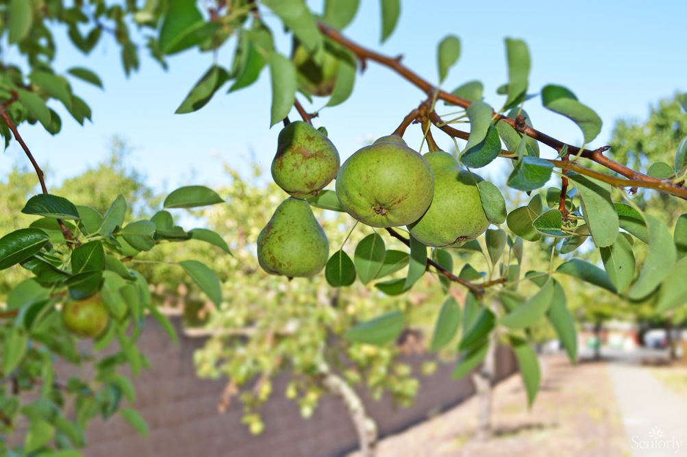 A cluster of green pears growing on a tree branch under a clear sky.