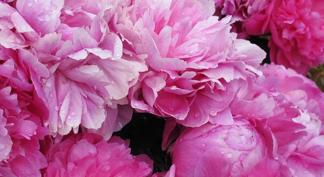 Close-up of vibrant pink peonies in full bloom.