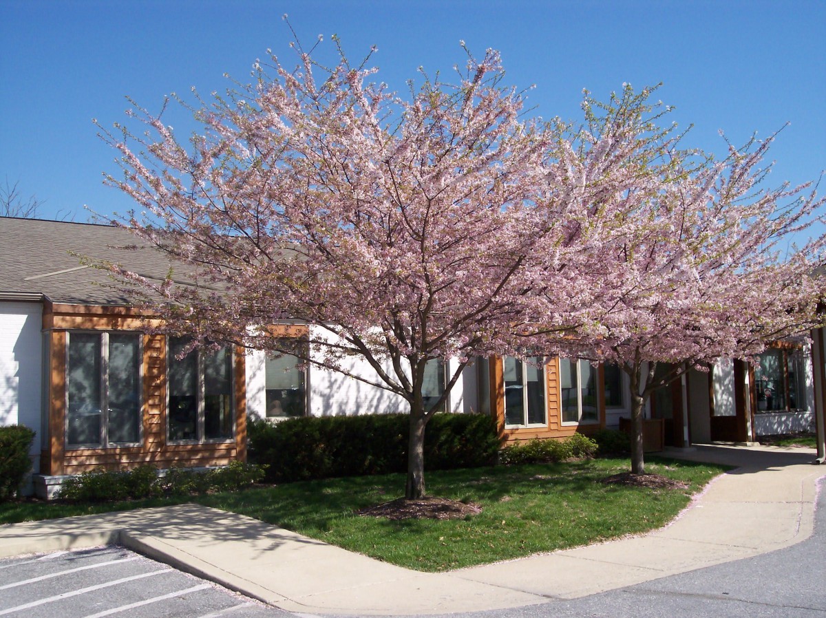 A building surrounded by cherry blossom trees in full bloom.