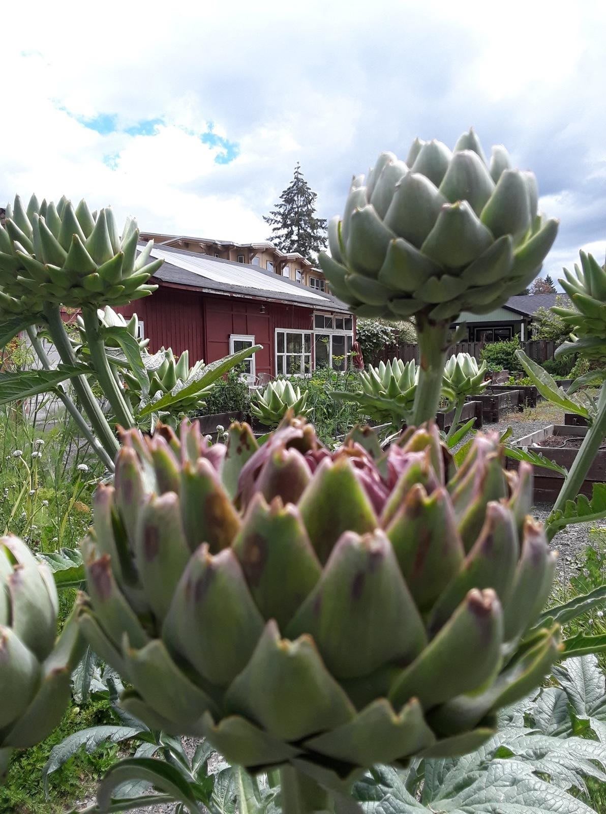 Close-up of artichokes growing in a lush garden with a rustic building in the background.