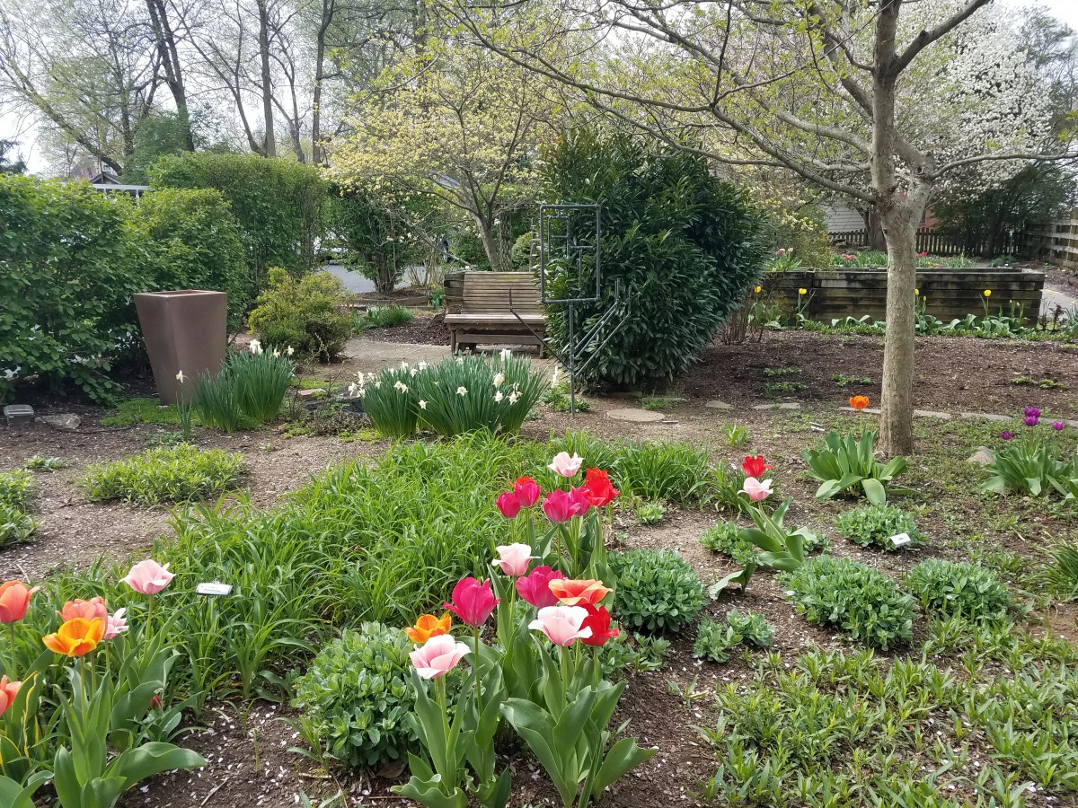 A vibrant garden scene with blooming tulips and lush greenery.