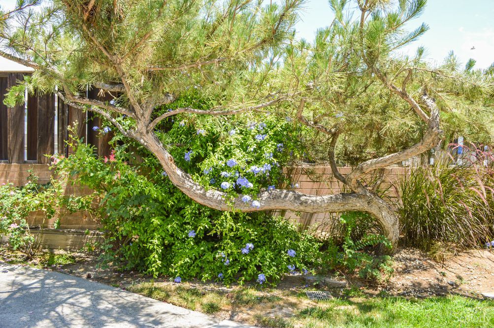 A lush garden with a tree and flowering bushes.