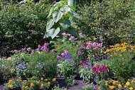 A vibrant garden filled with a variety of colorful flowers and lush greenery.