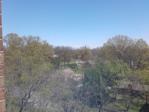 A serene view of trees and a clear blue sky.