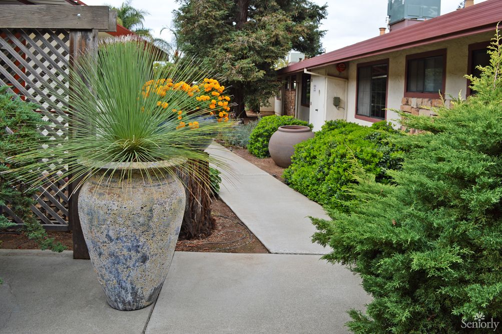 A landscaped garden with a sidewalk, featuring various plants and large decorative pots.
