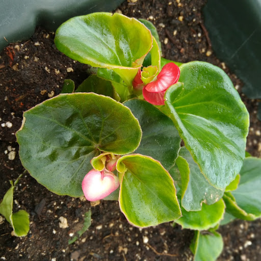 A vibrant begonia with lush green leaves and blooming red flowers.