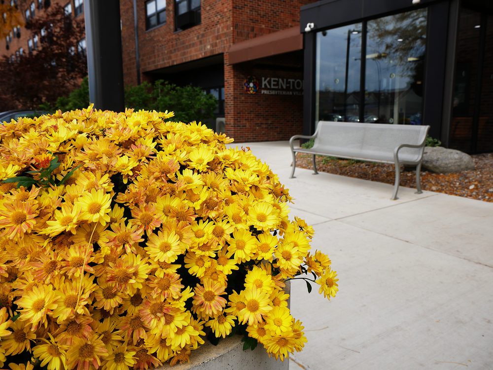 A cluster of vibrant yellow flowers in front of a building with a bench nearby.