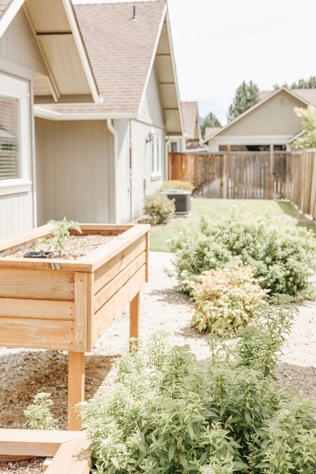 A sunny backyard with a raised garden bed and various plants near a wooden fence.