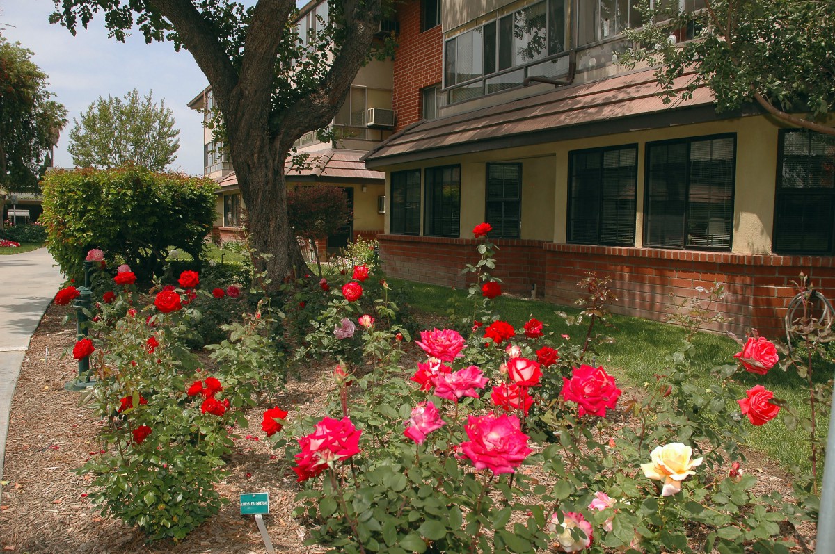A garden with vibrant roses in front of a building.