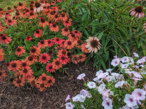 A vibrant display of flowers in a garden, showcasing a mix of orange and pink blossoms.