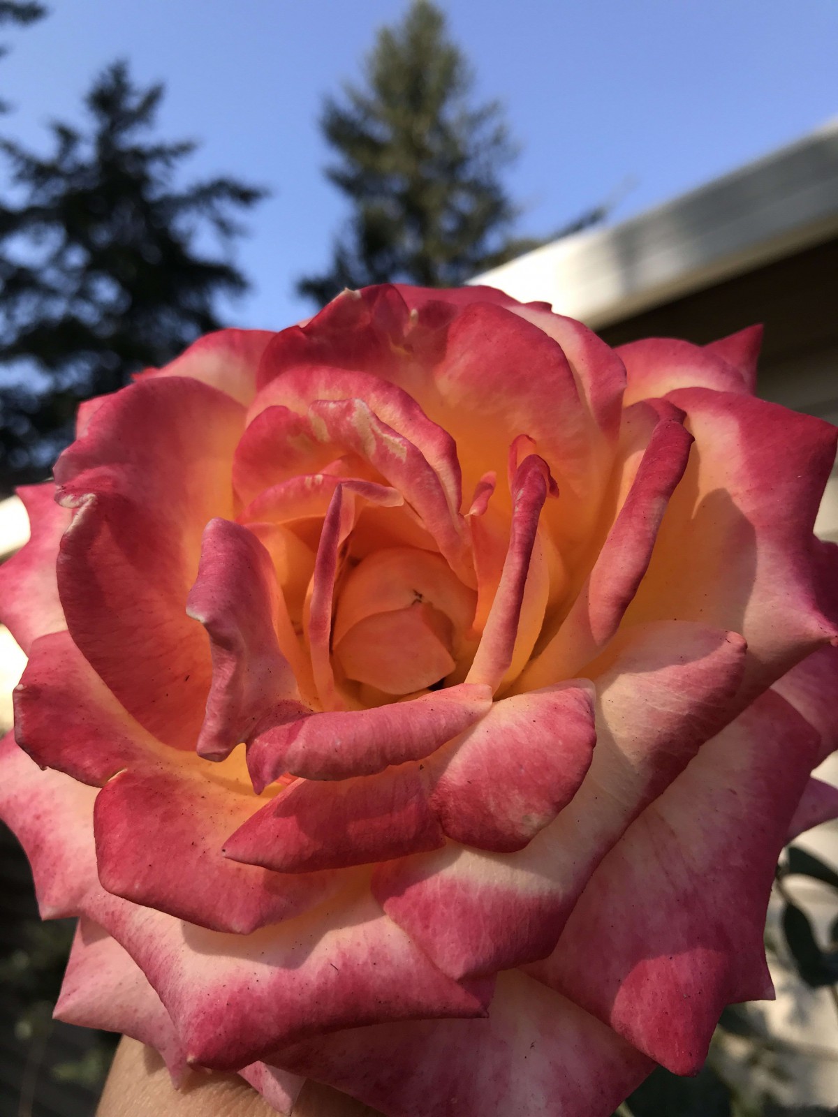 A beautiful bi-color rose in full bloom.