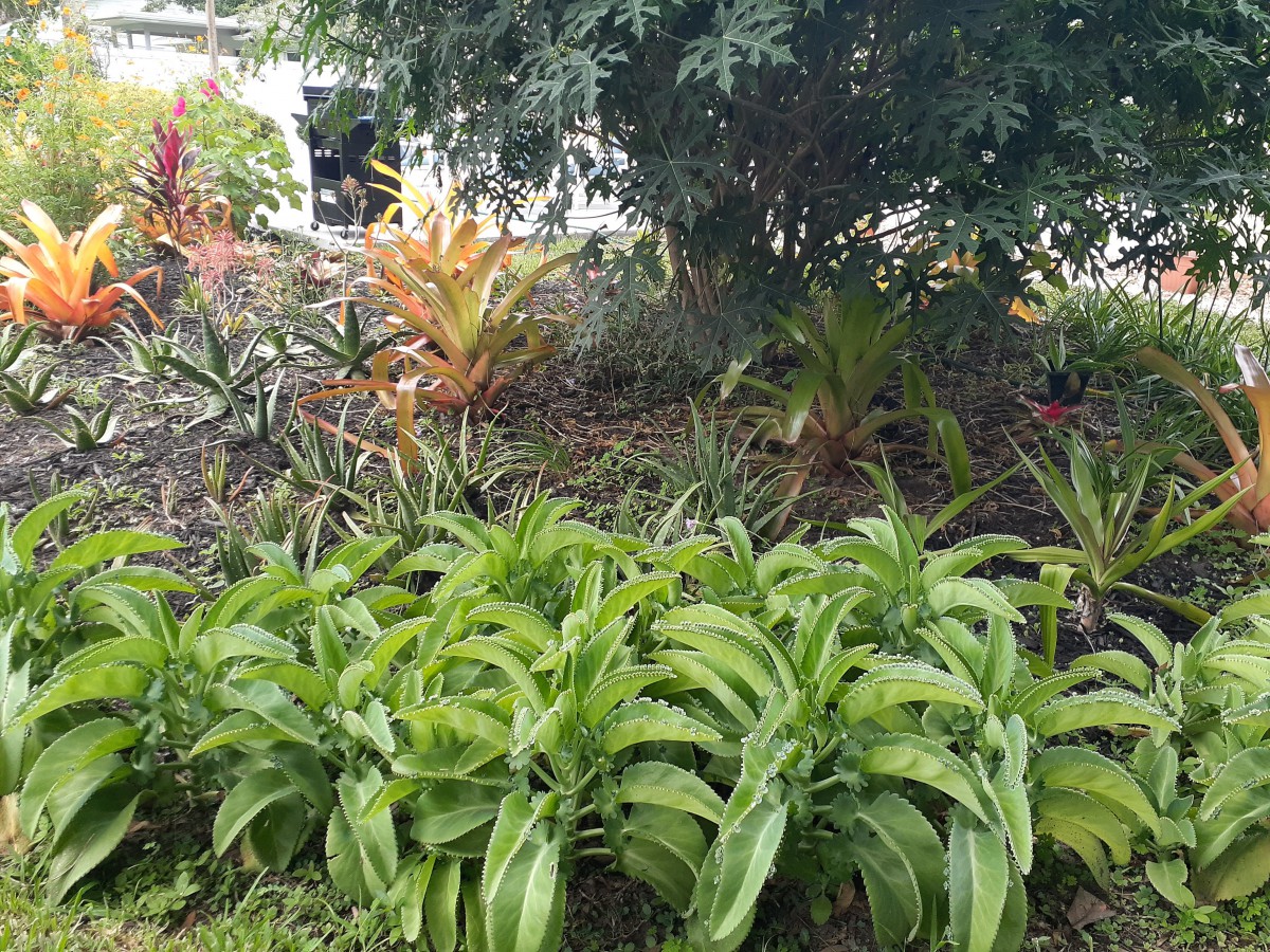 A lush garden filled with various green plants and vibrant foliage.