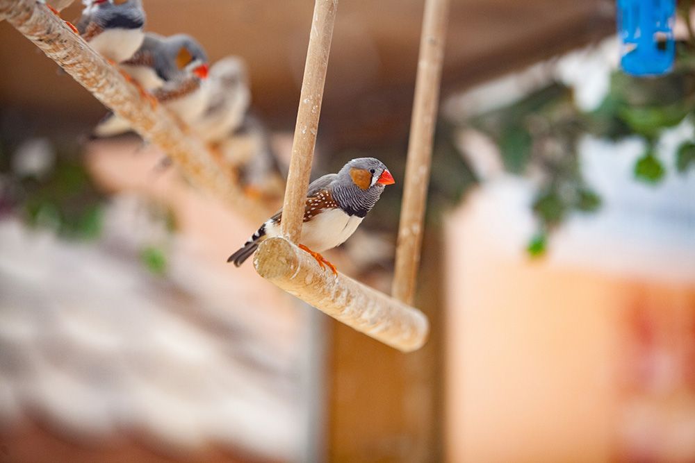 A zebra finch perched on a wooden swing in an aviary.