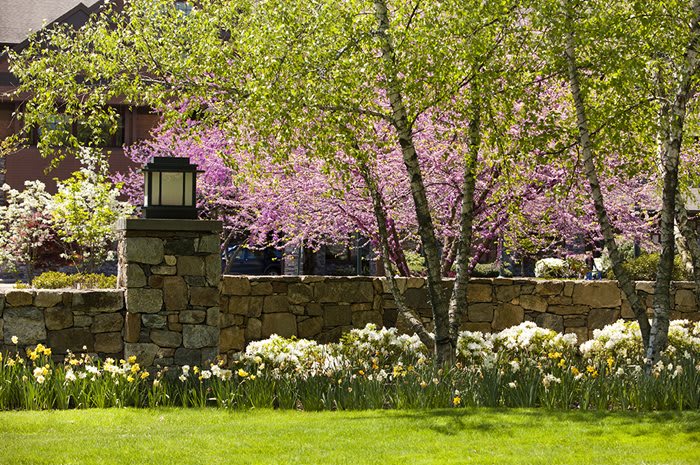 A picturesque garden with blooming flowers and lush greenery.