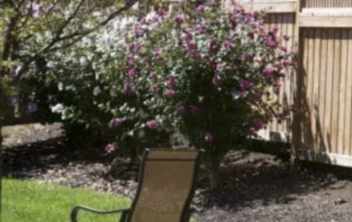 A peaceful garden scene with a chair and flowering shrubs.