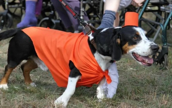 A dog in an orange costume at an outdoor event.