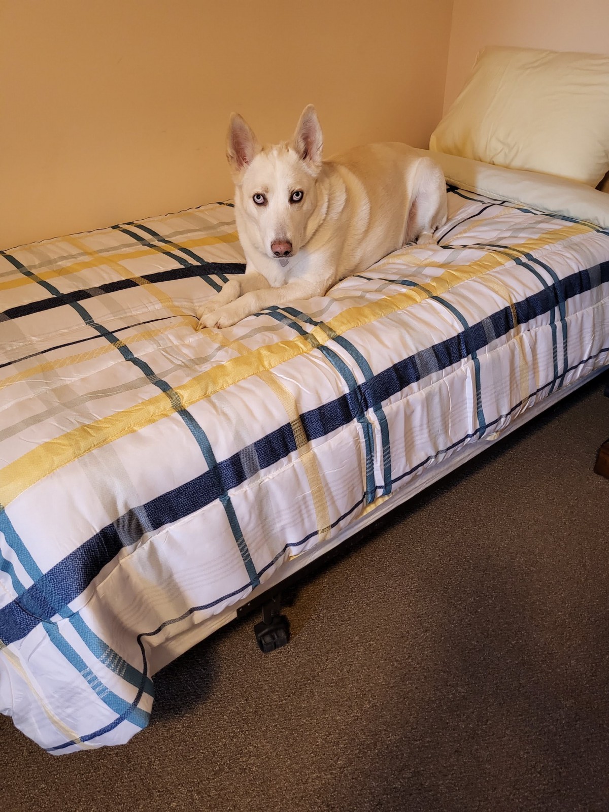 A dog lying on a bed with a plaid blanket.