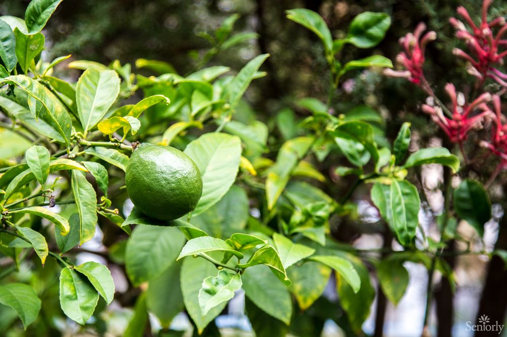 A green fruit growing on a tree surrounded by lush leaves.