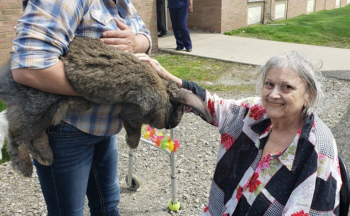 A woman joyfully interacts with a large rabbit, enjoying a moment outdoors.