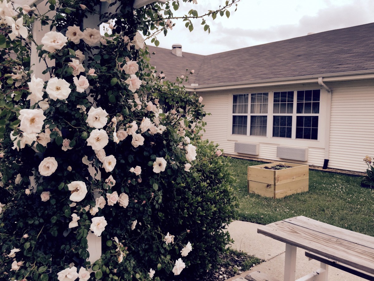 A charming backyard garden with blooming white flowers and a cozy house in the background.