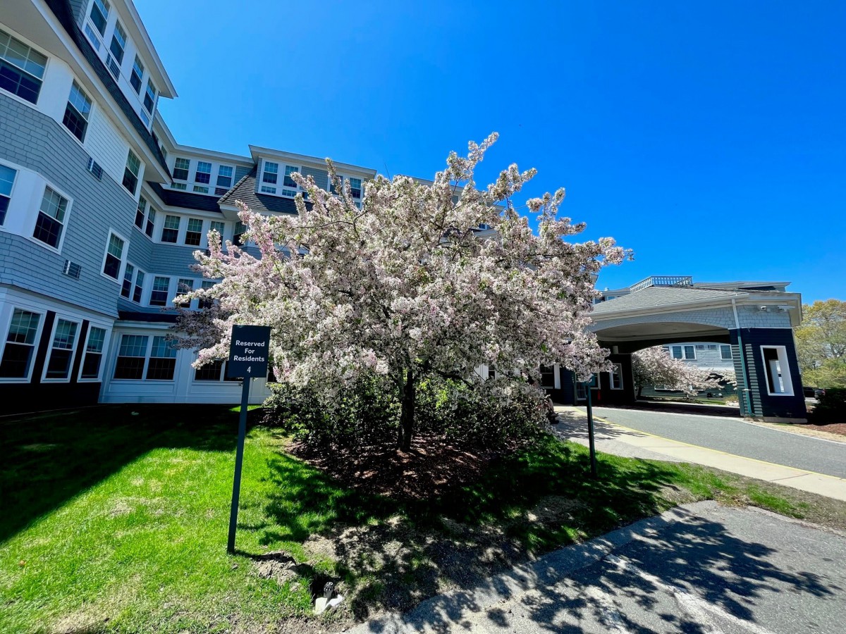 A blossoming tree next to a building on a bright, sunny day.