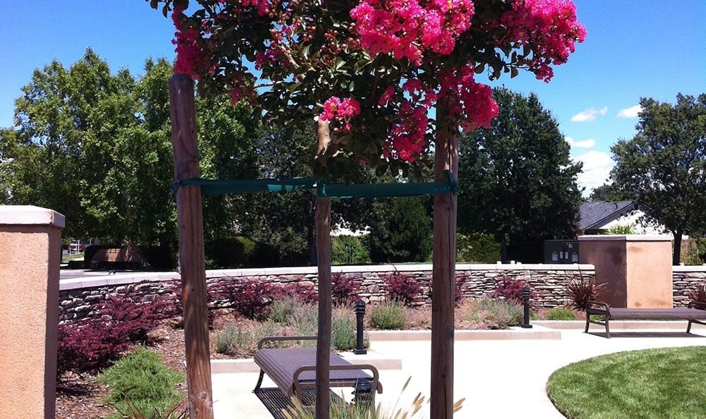 A garden scene featuring a tree with vibrant pink flowers.