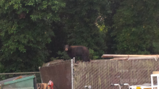 A bear standing on top of a structure in a forested area.